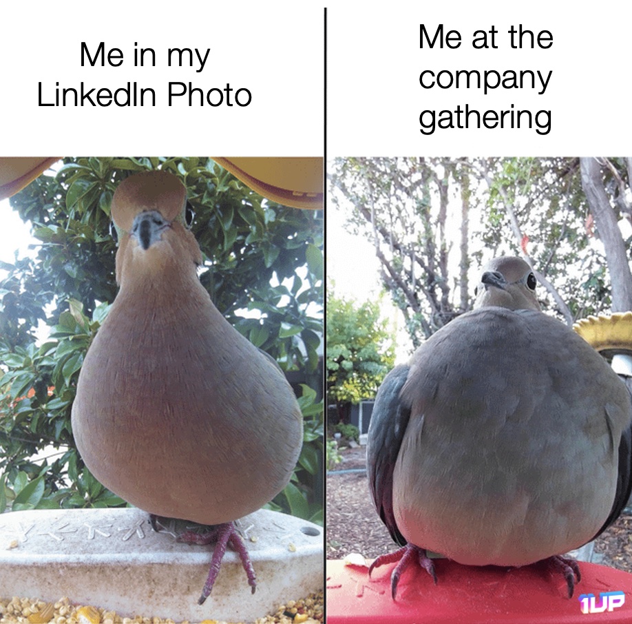 LinkedIn Photo Meme