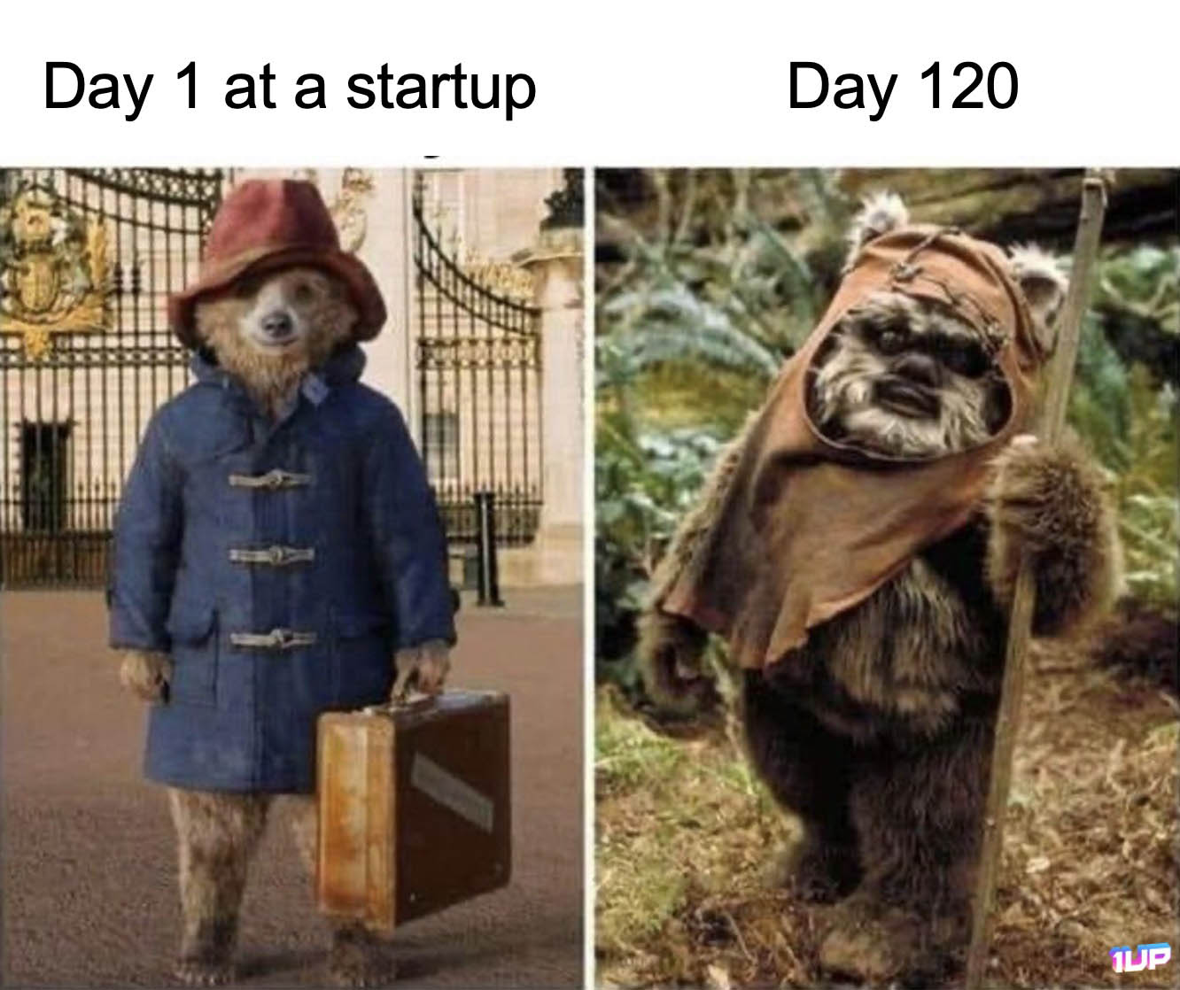 Startup Evolution Meme