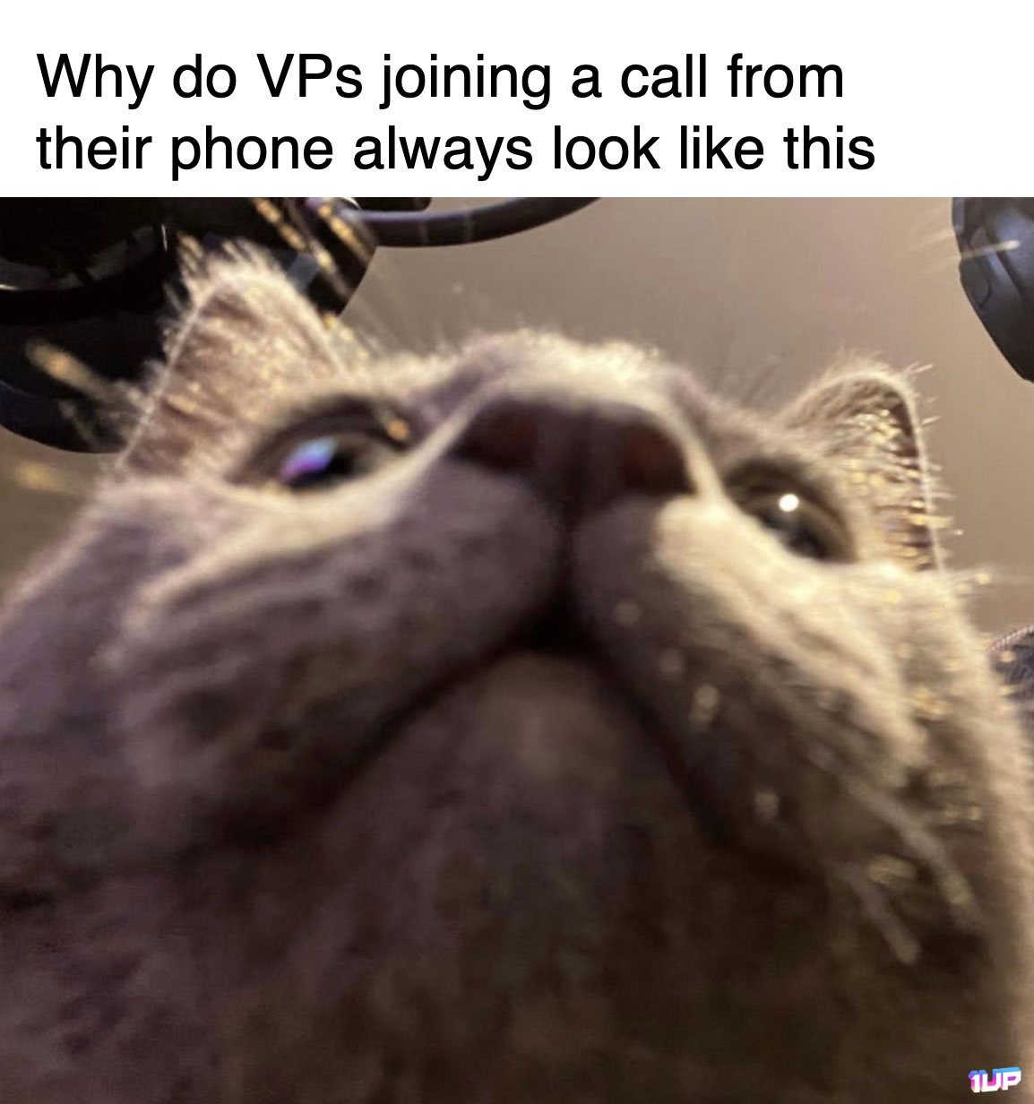 VP on Zoom Meme
